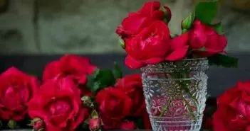 Comment choisir sa rose éternelle sous cloche