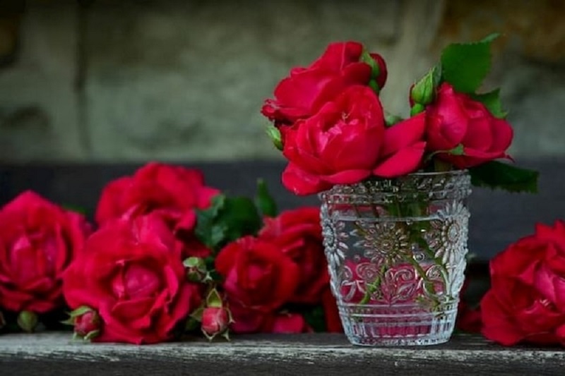Comment choisir sa rose éternelle sous cloche
