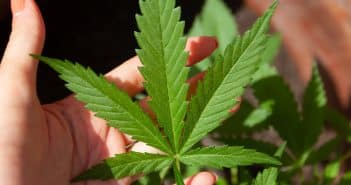 Où trouver du CBD à Saint-Étienne ?