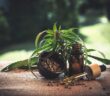 Est-ce que le CBD est remboursé ?